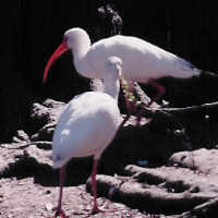 Ibis pair