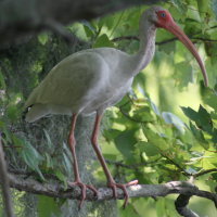 White Ibis Tarpon Springs Florida