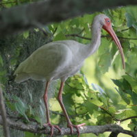 White Ibis Tarpon Springs Florida