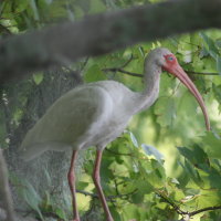 White Ibis Tarpon Springs Florida