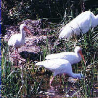 White Ibis with Egret Port Richey Florida