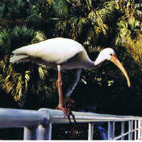 White Ibis on fence