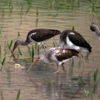 Immature White Ibis Port Richey Florida