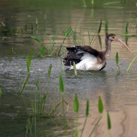 Immature White Ibis Port Richey Florida