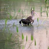 Immature White Ibis Port Richey Florida