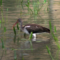 Immature White Ibis Port Richey Florida