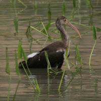 Immature White Ibis Port Richey Florida