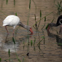 Immature White Ibis Port Richey Florida