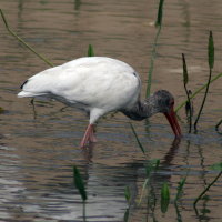 Immature White Ibis Port Richey Florida