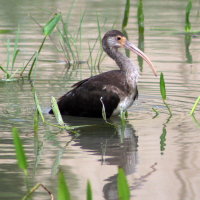 Immature White Ibis Port Richey Florida