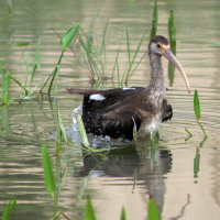 Immature White Ibis Port Richey Florida