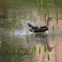 Immature White Ibis Port Richey Florida