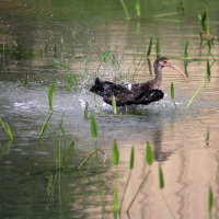 Immature White Ibis Port Richey Florida