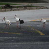 Ibis Family Tarpon Springs Florida