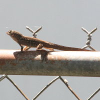 Cuban Anole