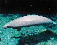 Manatee left side