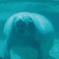 Manatee face