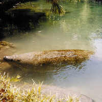 Manatee at Homosassa