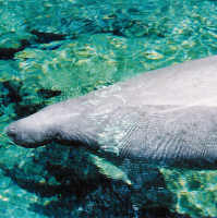 Manatee top view