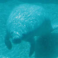 Manatee coming toward camera