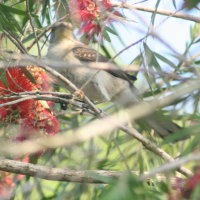 Mockingbird in Bottlebrush Tree