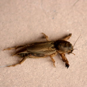 Mole Cricket