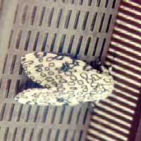 Giant Leopard Moth