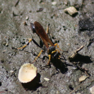 Mud Dabber Wasp