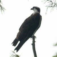 Osprey Perched