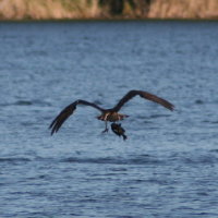 Osprey with Fish