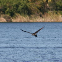Osprey with Fish