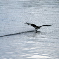 Osprey Snagging Lunch