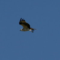 Osprey Overhead