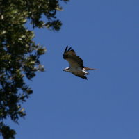 Osprey Tarpon Springs Florida
