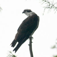 Osprey Perched