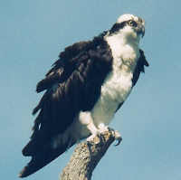 Osprey perched fluffed