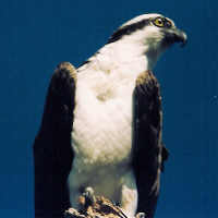 Osprey head turned