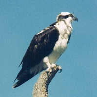 Osprey profile