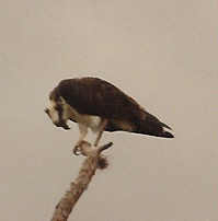 Osprey looking for food