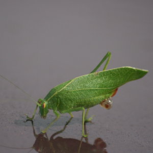 Oval Winged Katydid