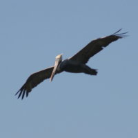 Pelican in flight