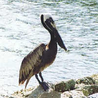 Brown Pelican