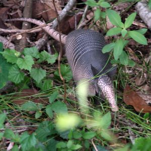 Armadillo at John Chestnut Park Tarpon Springs Florida