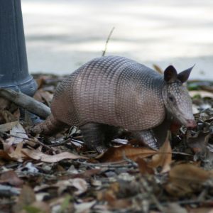 Armadillo near downtown Tarpon Springs Florida