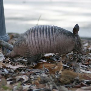 Armadillo in Tarpon Springs Florida