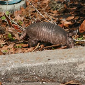 Armadillo foraging for bugs in Tarpon Springs Florida