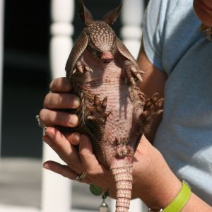 Young Armadillo being held