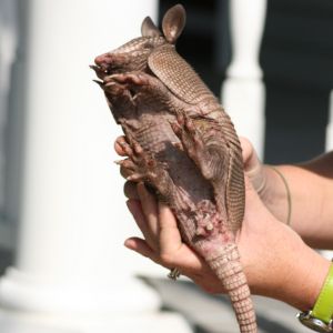 Young Armadillo profile