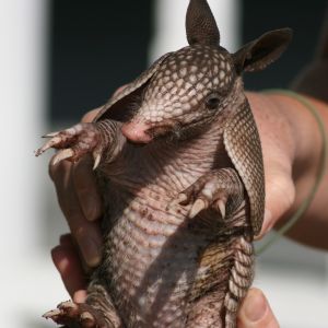 Armadillo in Tarpon Springs