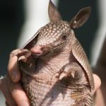 Young Armadillo